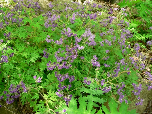 {Phacelia bipinnatifida}